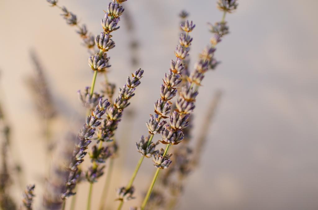 Lavender - City Room With Free Parking พูลา ภายนอก รูปภาพ