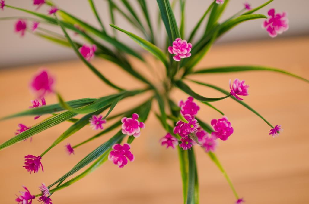 Lavender - City Room With Free Parking พูลา ภายนอก รูปภาพ